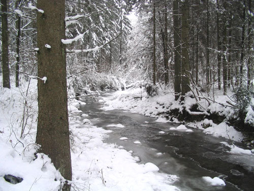 Forest lights Die Licht durch den Wald