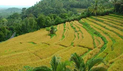 Keindahan Alam Bukit Jambul Objek Wisata Terbaik di Bali