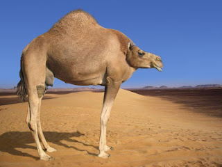 camel without neck funny animal wallpaper