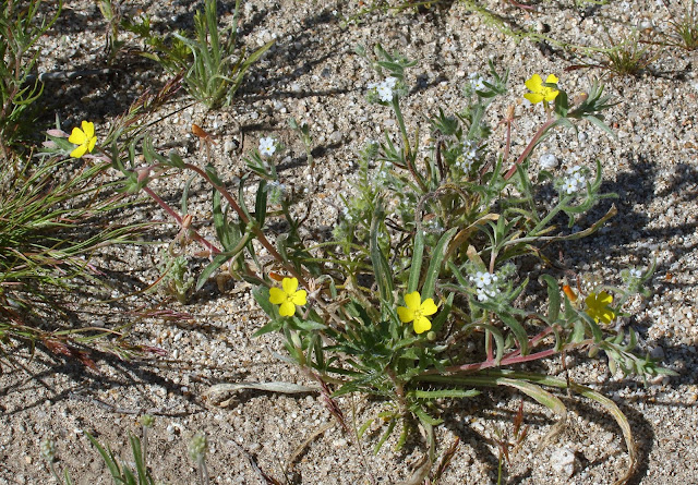 Little Gold Poppy