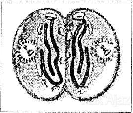 Salah satu tahap pembelahan mitosis