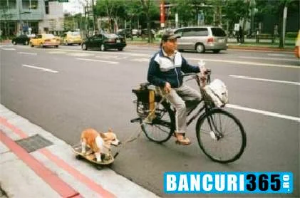 Imagine haioasa - cainele pe skateboard stapanul pe bicicleta