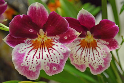 Miltoniopsis Breathless care and culture