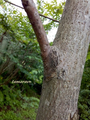 Сумах китайский (Rhus chinensis)