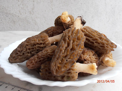 Young Morchella elata