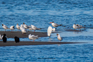 Wildlifefotografie Neretva Delta Raubseeschwalbe Olaf Kerber