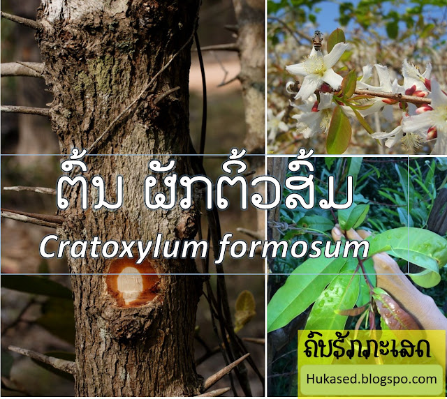 ຕົ້ນ ຜັກຕິ້ວສົ້ມ [Ton Phak Tew Som] Cratoxylum formosum