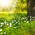 Bloemen sieren de bermen waar glasvezel is aangelegd