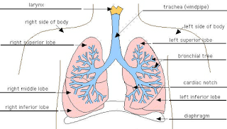 Lung diagram | Lungs image | Simple lungs diagram