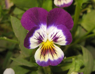 Pansy Flowers