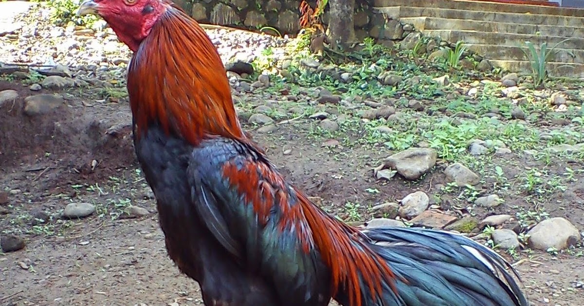 MEMAHAMI SIFAT DAN BAGIAN BAGIAN TUBUH AYAM  ADUAN  Ayam  