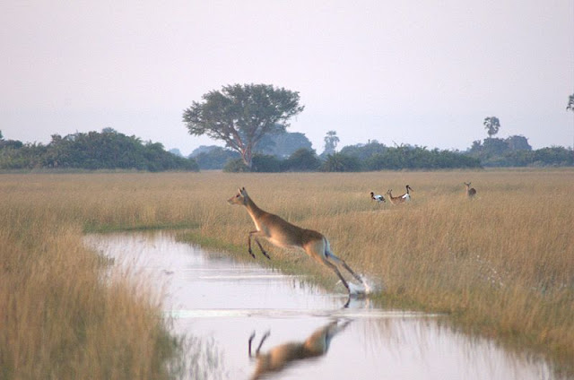 Sebuah lechwe di Delta Okavang