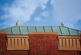 Red-tails Amelia and Christo perched atop the Christodora building.