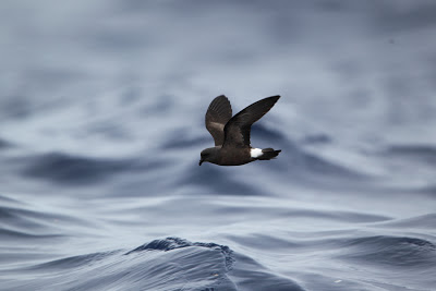 Madeiran storm-petrel, Madeira - S.Colenutt, The Deskbund Birder