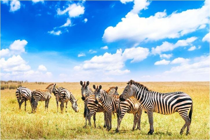 Twin Migration Safaris Kenya And Some Exciting Facts About It