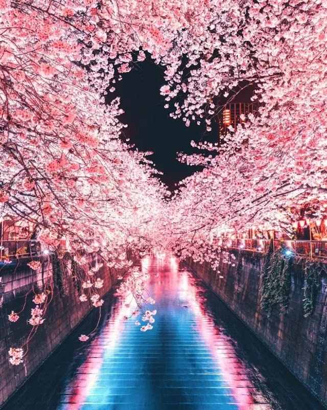 SAKURA - Cherry blossoms