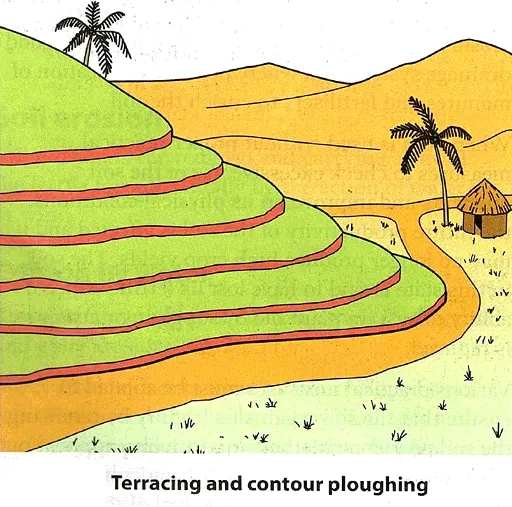 ways of Maintaining, Renewing Soil Fertility or Conserving Soil