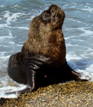 Foto de un lobo marino macho en el agua