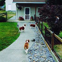 Dog Fencing Ideas4