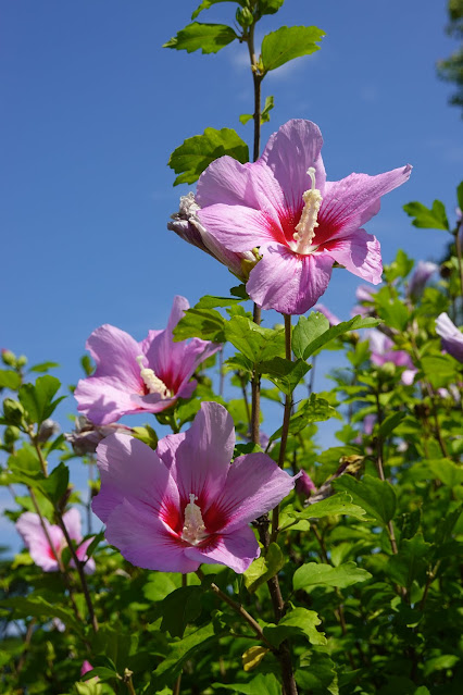 鳥取県米子市両三柳　弓ヶ浜公園　槿（ムクゲ）