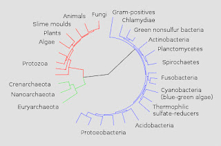 Tree of Life