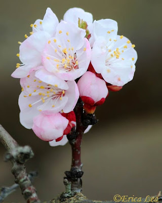 fruit tree blossoms, white flowers