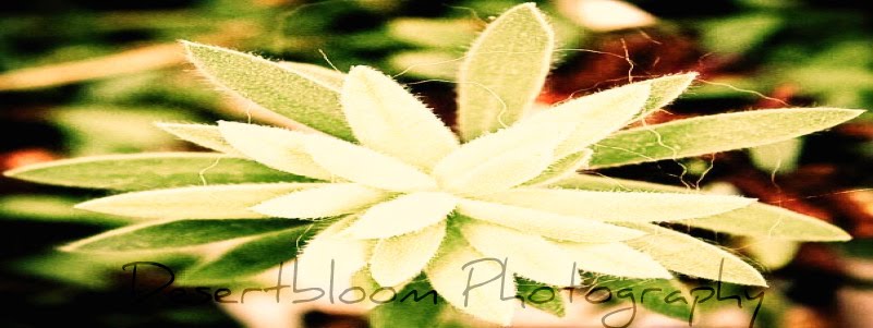 desertbloom