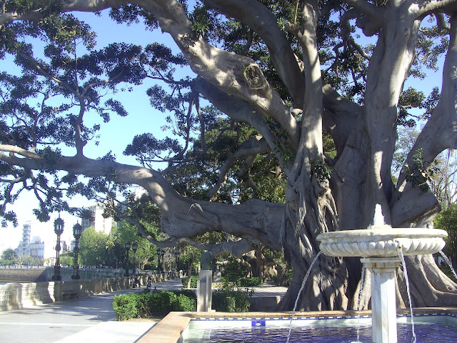 Amazing tree in Cadiz, Spain