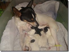 Jewels 4 pups