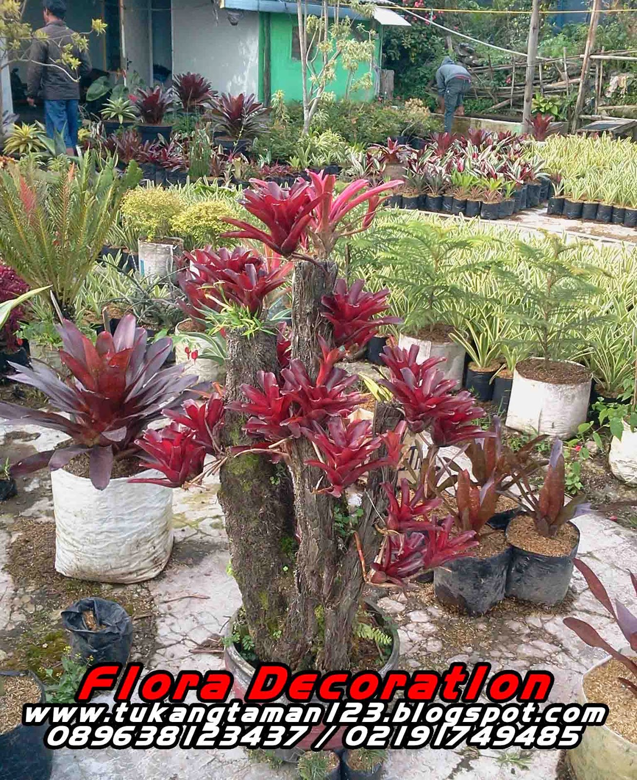 Tukang Taman Murah Bromelia tukang taman tanaman hias 