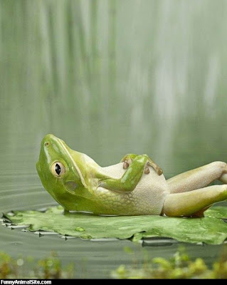 Funny Picture Frog