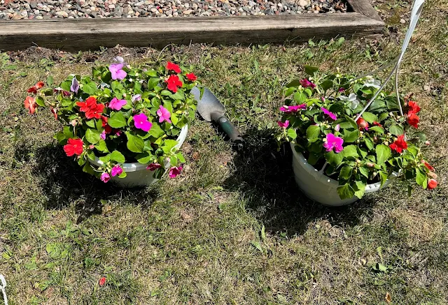 Photo of two white inexpensive baskets of impatiens.