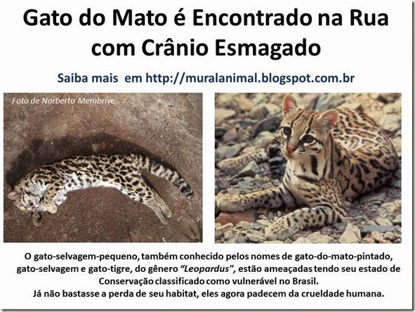 Gato do Mato