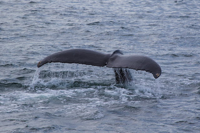 Gloucester-Whale watching