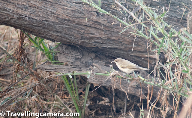 The first bird that greeted us as we entered Surajpur Bird Sanctuary was the Black-winged Stint. This bird looks really cute with its really long orange legs and black and white bodies. The female often has black spots on the head. The call is shrill and the bird mostly only calls during flight. The birds are social and are seen in close proximity of other waders near marshes, lakes, and even oceans. 