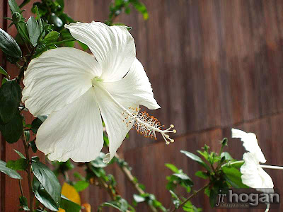 White Bunga Raya Malaysia