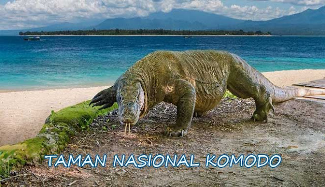 10 ALASAN MENGUNJUNGI TAMAN NASIONAL KOMODO YANG MEGAH