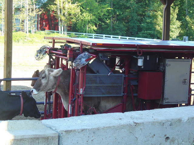 This farm produces'Super Milk so named because of it's super cleanliness