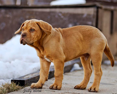 Lions, and Dogue de Bordeaux,