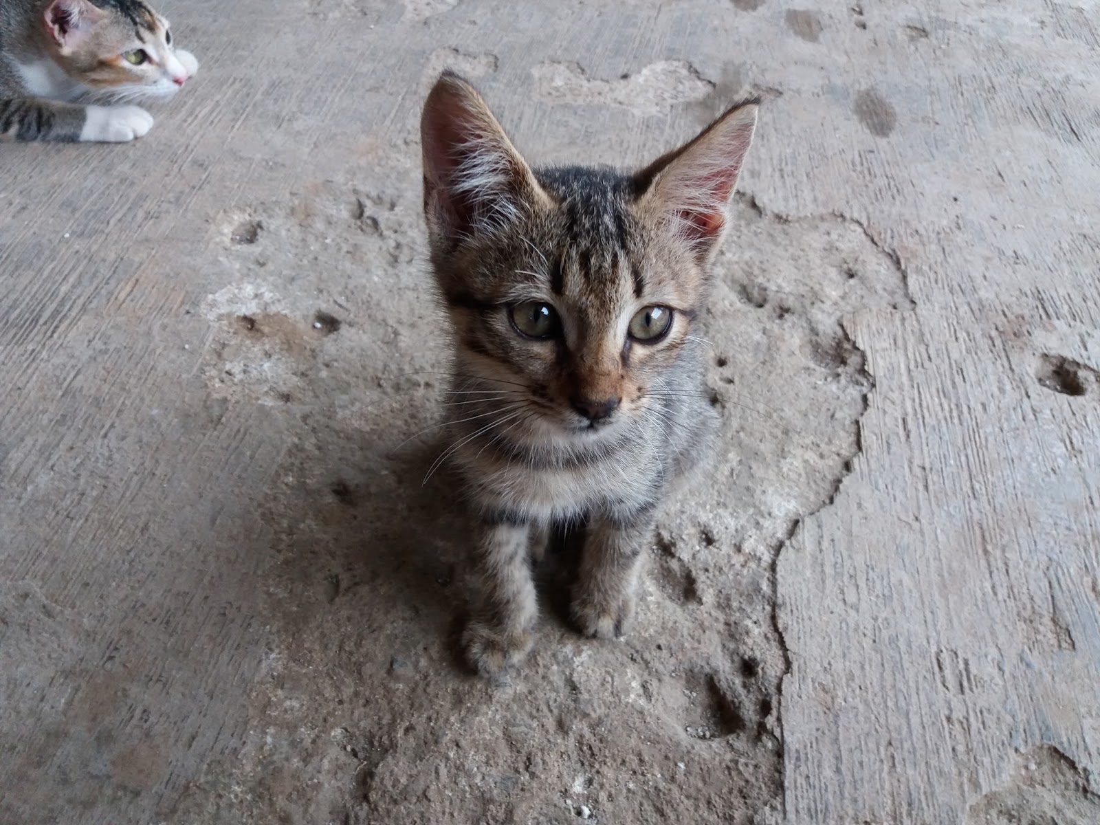 Inoni Si Kucing Kampung Lucu Merawat Kucing Secara Mandiri