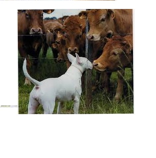 IMAGENES GRACIOSAS DE BULL TERRIER PARA COMPARTIR