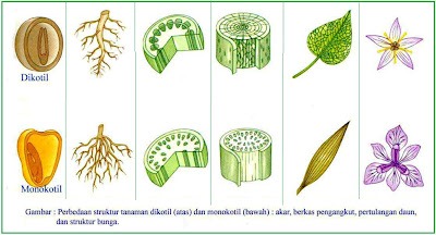 MONOKOTIL DAN DIKOTIL[1]