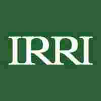 Job at The International Rice Research Institute (IRRI)