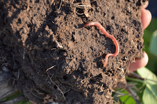 Benefits And Efficacy Of EarthWorms For Health - Healthy t1ps 