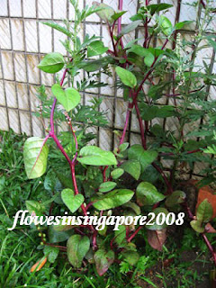 Singapore Spinach Picture on Flowers In Singapore  Basella Alba  Rubra    Ceylon Spinach