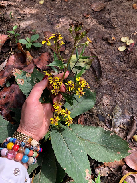 Senecio triangularis