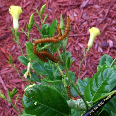 Polka Dot Wasp Moth Caterpillars on Yellow Mandevilla