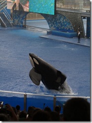 Look at the size of Shamu's pectoral fins