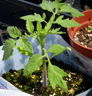 Tomatoes grow from seeds 