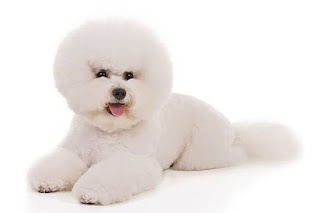 Cutest-dog-breeds